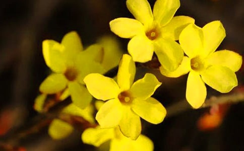 關(guān)于迎春花好詞好句