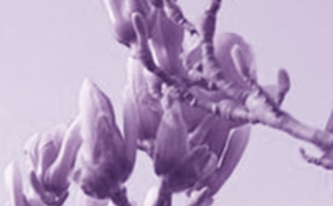 關(guān)于玉蘭花的描寫片段