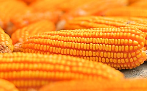 玉米觀察日記七篇