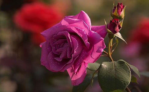 月季的觀察日記(通用27篇)