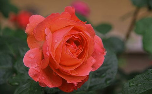 �^�p�¼�����