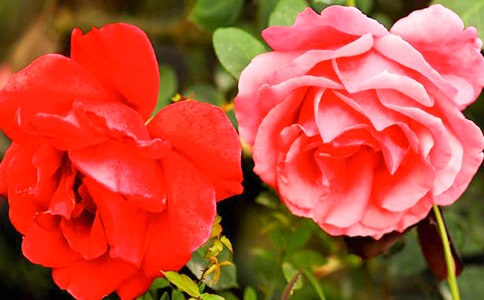 月季花觀察日記模板集錦5篇