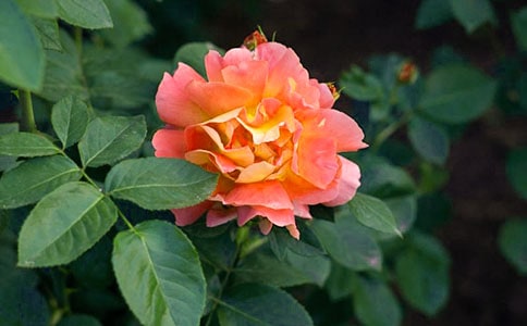 描寫月季花的優(yōu)美句子段落摘抄