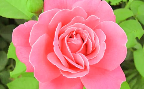 �¼����ĺ��~�þ�