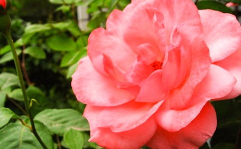 月季花觀察日記集合9篇