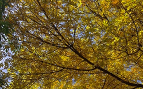 ���õĄ�־�簲�Z䛴�ϼ�71�l