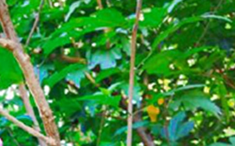 ΢�̄�־�簲���Z������΢�ź���