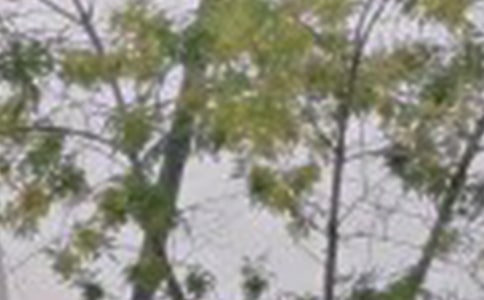 2020�꺆(ji��n)�ε��簲��������Z(y��)�37�l