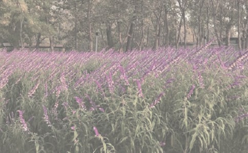 �����ֲ��@���ģ�ͨ��10ƪ��