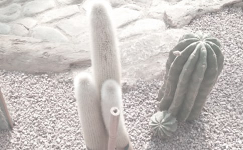 ���Ժ��(j��)��ֲ��@֮�ο��Y(ji��)