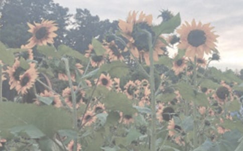 秋天的植物園作文(通用29篇)