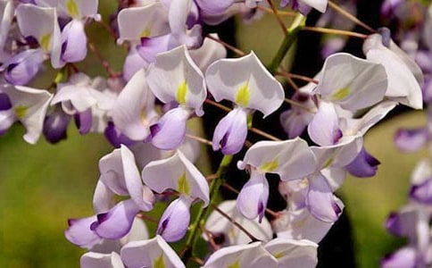 �茑���ٻ��ĺþ䣨���x150�䣩