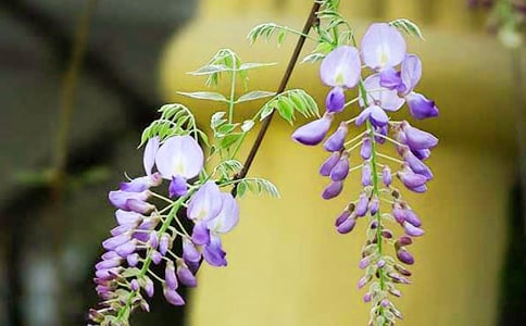 �茑���ٻ����Z�伯�\