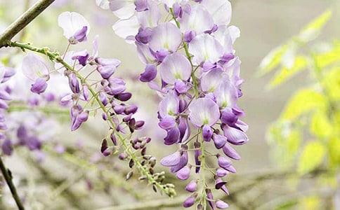 �P���茑���ٻ�����