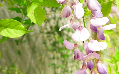 �茑���ٻ��ĺ��~�þ�