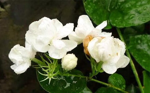 �茑���򻨵ă�(y��u)������