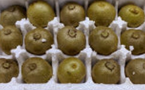 介紹獼猴桃的說明文作文(精選29篇)