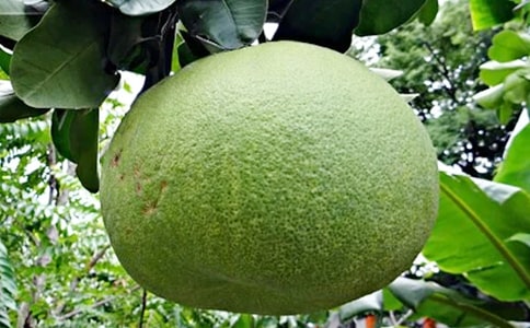 柚子的作文精選15篇