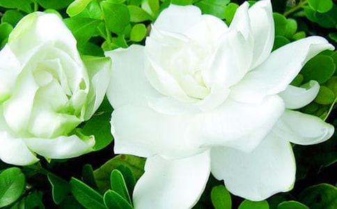 梔子花作文700字