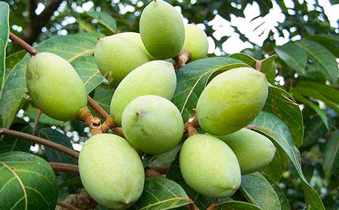 余光中《橄欖核舟》賞析