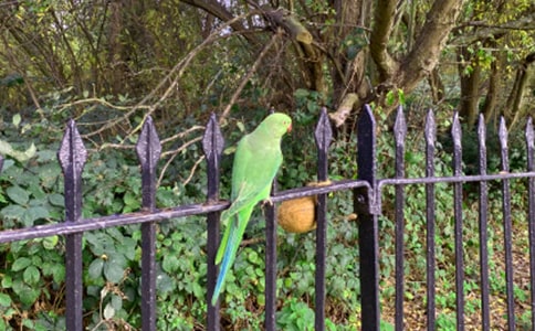 可愛(ài)的大鸚鵡五年級(jí)優(yōu)秀作文