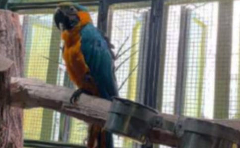 鸚鵡麥子歷險(xiǎn)記小學(xué)生讀后感