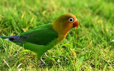 我家的小鸚鵡三年級(jí)作文