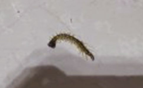 �ǌ�(du��)������꼉(j��)����