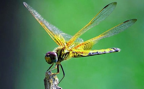 【精選】三年級蜻蜓作文4篇