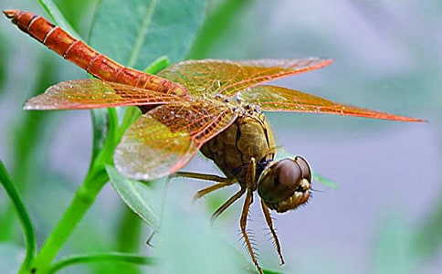抓蜻蜓幼蟲五年級(jí)優(yōu)秀作文
