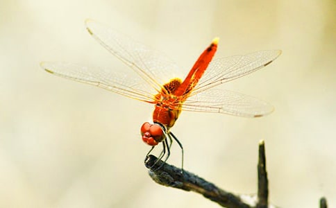 三年級蜻蜓作文錦集6篇