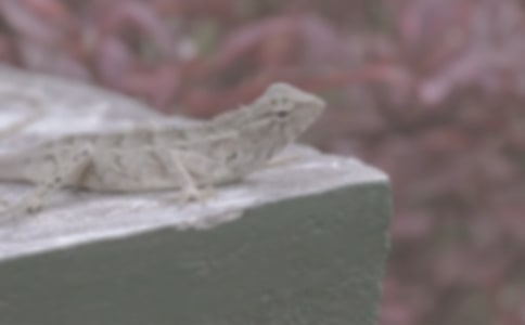 ��ϲ�۵�С�������꼉���ģ����x16ƪ��