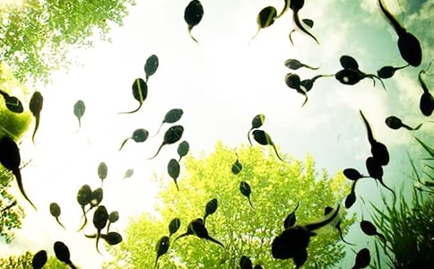 �а�С���̰�