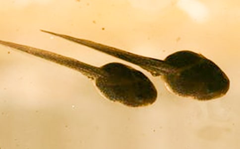 ץ�������꼉(j��)����550��