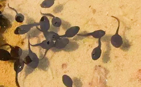 С�����(d��ng)�̰�