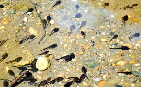 �Ҽҵ�С������꼉(j��)����