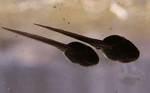 С��̰���С���