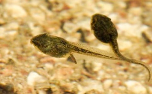 小蝌蚪的觀察日記9篇