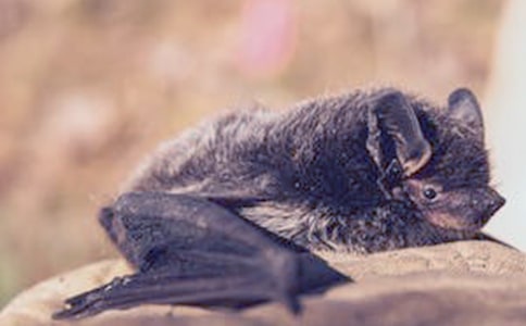 蝙蝠和雷達(dá)優(yōu)秀教學(xué)設(shè)計