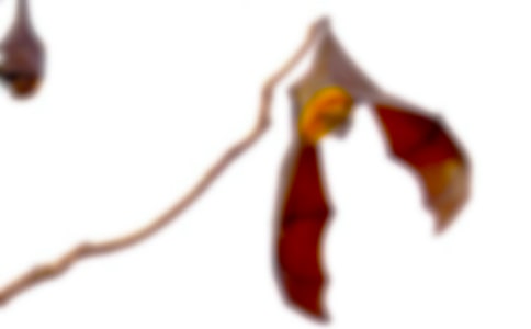 ����������_����(y��u)��̌W(xu��)�O(sh��)Ӌ���ģ����x11ƪ��