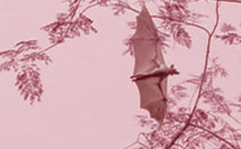 《蝙蝠和雷達》評課稿