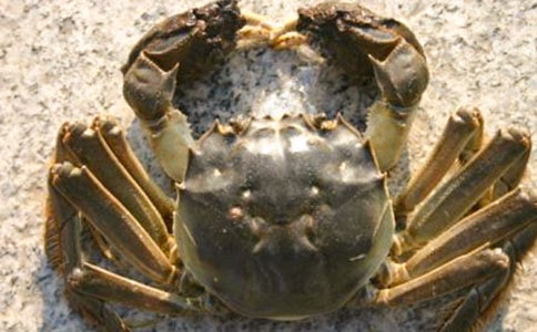 螃蟹觀察日記范文匯總九篇