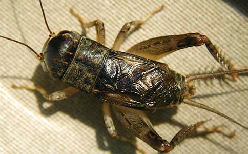 我是一只小蟋蟀作文(精選18篇)