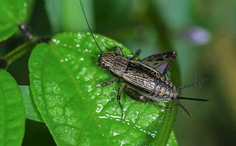 清晰的蟋蟀聲三年級優(yōu)秀作文