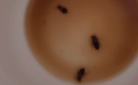 致蟑螂的一封信作文