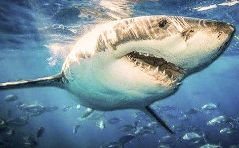 【精品】鯊魚作文300字合集八篇