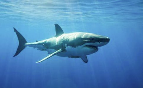 【精選】鯊魚作文300字集錦7篇