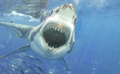 精選鯊魚作文300字合集6篇