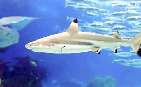 �P(gu��n)�����~(y��)���ąR����ƪ