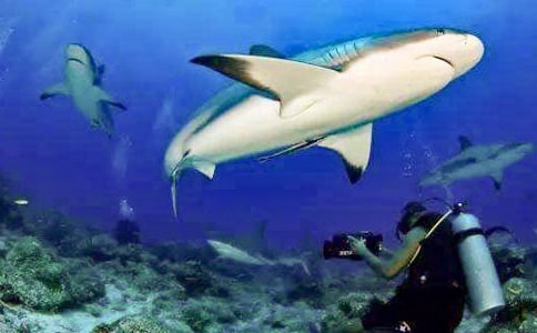 關(guān)于鯊魚作文匯編6篇